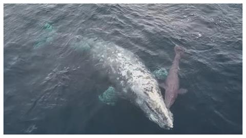 25年來第一次！賞鯨團幸運見證灰鯨分娩瞬間…母子調皮互動全錄下