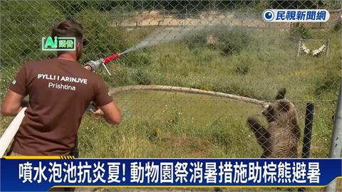 熱浪襲科索沃　動物園提供特製冰品給棕熊消暑