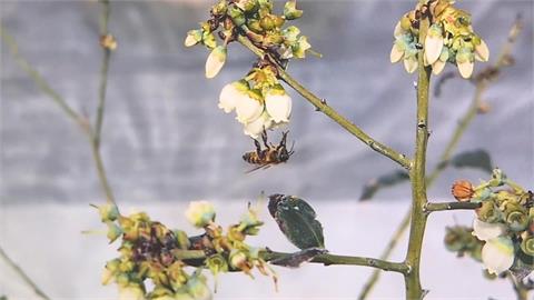 小蜜蜂立大功！「義大利蜂」授粉　有助提高藍莓6成著果率