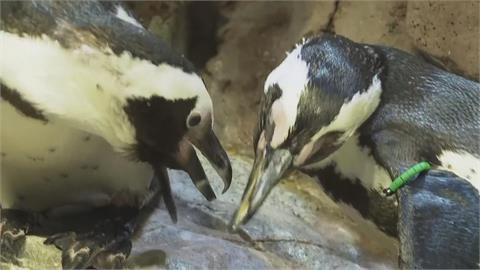 美國水族館打造「企鵝養老院」　滴眼藥水、足療安享晚年