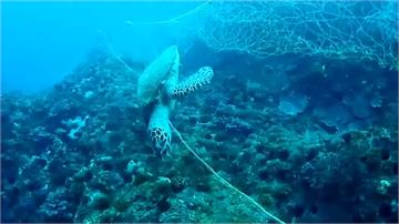夜線／海龜慘遭漁網纏繞致死！潛水地違規擺流刺網成安全隱憂