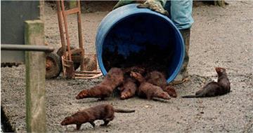 她是臥底也是妻子！女警滲透潛伏動保組織五年「假戲真做」　與監控對象相戀後閃婚隱居