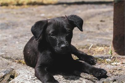 小狗頻吠遭飼主摔死 台中地院判罰20萬拘役40天