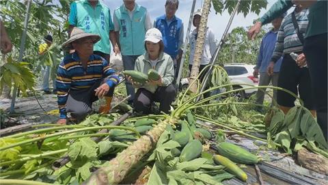 屏東香蕉園嚴重倒伏　受損面積達165公頃
