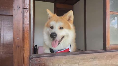 嘉義鹿麻產車站「狗站長」上任　飼主笑：可能會翹班