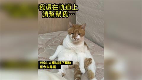 快新聞／軌道救貓！松山車站15歲老貓落軌消失　飼主急求援