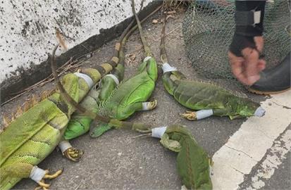 快新聞／嚇人！20萬綠鬣蜥大軍北擴「現蹤苗栗」　林業署：看到立即捕捉