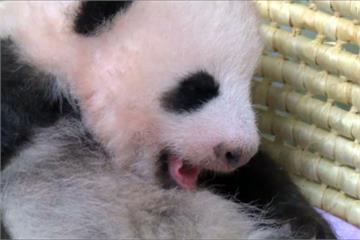 上野動物園小貓熊 滿兩月長大了