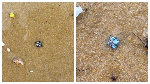 夢幻生物「藍天使」普吉島沙灘現蹤！當局急示警：別亂摸