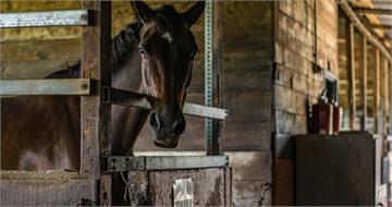 將「女兒的寵物馬」捐給動物園餵獅子　她喊不後悔：最終都會被殺