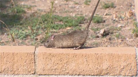 快新聞／趕快大掃除！北市傳今年首例「漢他病毒」致死案　七旬翁「發病1週」不幸辭世