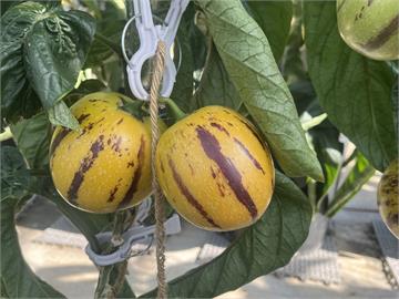 日本培育「香瓜茄」　可生吃入菜還能做冰淇淋