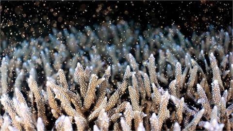 澎湖杭灣海底花園「絕美珊瑚」產卵了！珍貴景象宛若「粉色星空」超浪漫