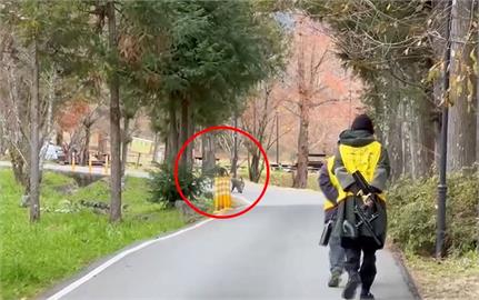 台中山區猴害多！　武陵農場組驅猴隊　農民架電網防猴
