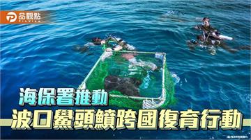 跨國攜手復育波口鱟頭鱝　海保署野放幼魚追蹤棲地行為