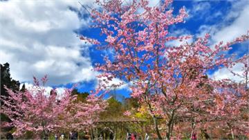 三月賞櫻來這裡！阿里山櫻花季超浪漫