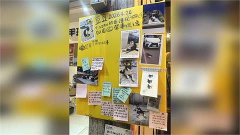 師大商圈知名浪貓「豆豆」遭路殺　民眾心碎設留言牆悼念