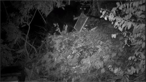 台灣黑熊出沒高雄桃源、六龜　林業保育署籲：熊現蹤立即通報