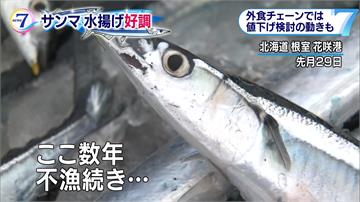 一反往年慘淡！ 日本秋刀魚今年爆量