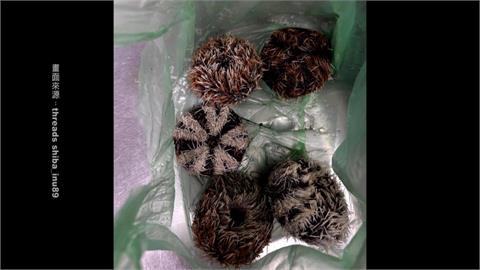 宜蘭大溪漁港買海膽「一肚子氣」　一半「空包彈」６顆要價千元！