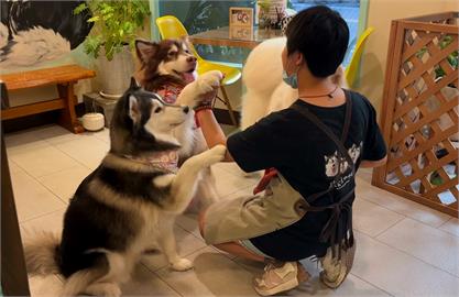 招牌店狗雪橇三犬　　　新竹萌犬咖啡廳療癒身心