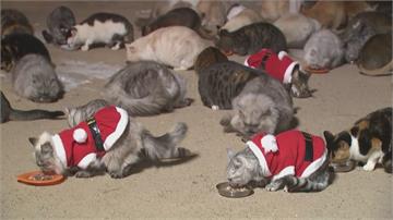 130隻貓咪咖啡廳 疫情下拚生存穿耶誕裝