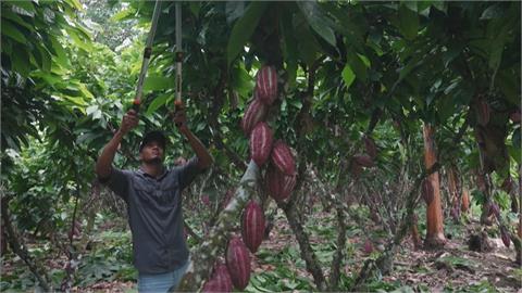 氣候、蟲害影響西非可可豆產量　厄瓜多受惠卻爆「頻繁搶劫」