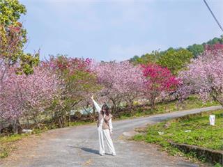 2025台中賞櫻總整理！浪漫粉色綻放　8大必訪打卡點報乎你知