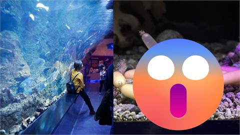 日本深海「鑫鑫腸」現身水族館!飼育員曝是「這1魚」寶寶 孵化竟要一年
