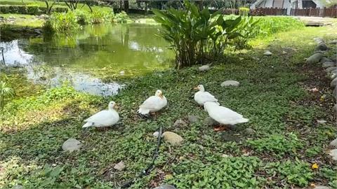 最萌路霸出沒　逢甲商圈鴨霸王悠閒逛大街