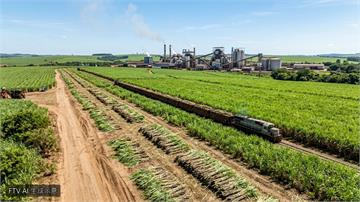 甘蔗產量恐下滑！印度產糖大邦提前啟動壓榨作業