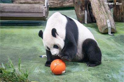 北市立動物園迎端午　29日起推話蛇、探秘及包粽