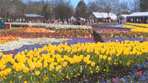 澳洲正值春天 首都坎培拉年度盛事「花卉節」登場