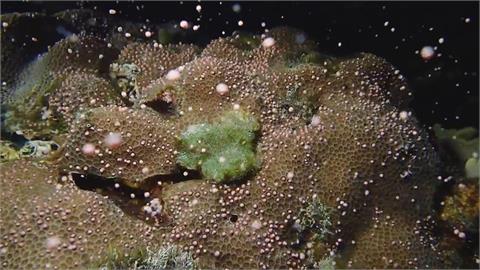 墾丁海底星空！　媽祖誕辰「珊瑚產卵大爆發」畫面曝