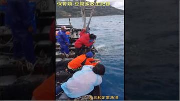 豆腐鯊誤闖漁網  研究員合力送回大海