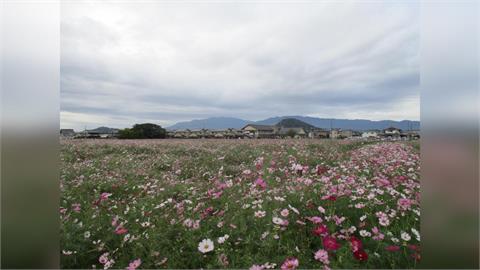 日本週末氣溫暖如夏　週一起轉涼入秋