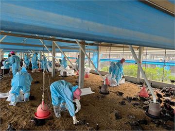 雲林口湖養雞場確診H5N1禽流感　今撲殺土雞逾2.4萬隻