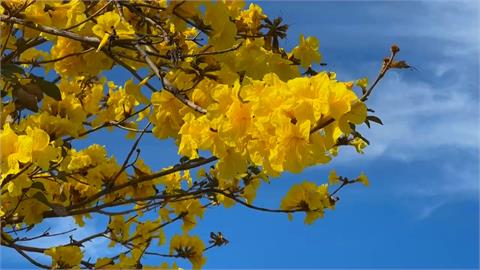 屏東黃花風鈴木盛開　周春米預告「這期間」最美