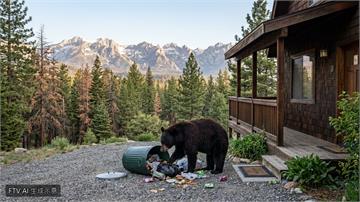 乾旱斷糧！美國西部黑熊頻繁闖民宅覓食
