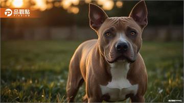 咬人比特犬Lucky上嘴套牽繩散步！新主人：牠太護主