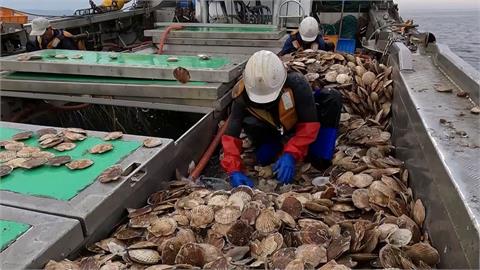 中國禁日本海鮮　美大使宣布軍方將採購日本扇貝