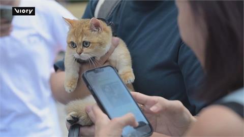 新加坡首座貓咪公園！ 供愛貓人士、寵物安心玩耍