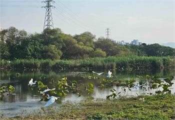 季節限定生態美景　大漢溪濕地芒花綻現冬候鳥齊聚