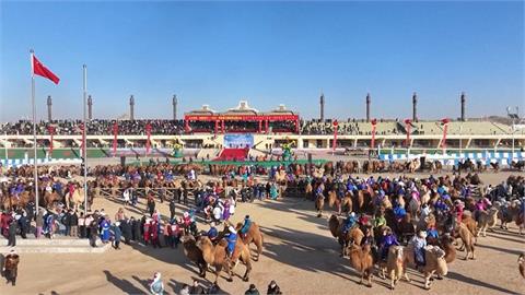 新疆大漠「駱駝賽跑」超壯觀　超過一萬隻駱駝奔騰黃沙滾滾