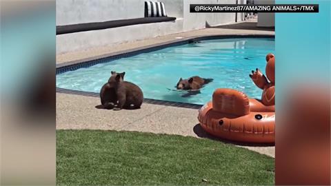 熊麻吉來了！　一星期5天開泳池趴、熊熊玩水HIGH