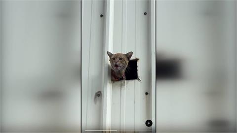 救貓添亂!? 男子身著"柯志恩背心"到場指揮疑搶功