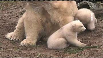 奇蹟！北極熊寶寶睽違25年 蘇格蘭誕生