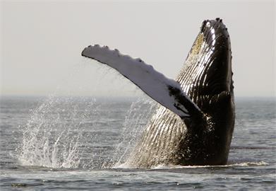 座頭鯨遭136公斤蟹籠纏身！受困求救畫面曝光　悲鳴3天最終獲救