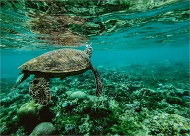 查獲黑市價百萬鯊魚劍　管碧玲籲守護海洋生物