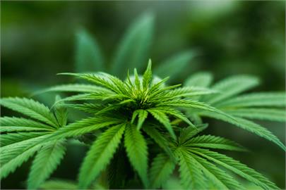 快新聞／泰國大麻合法化　民眾可在家無限量種植「僅限醫療用途」